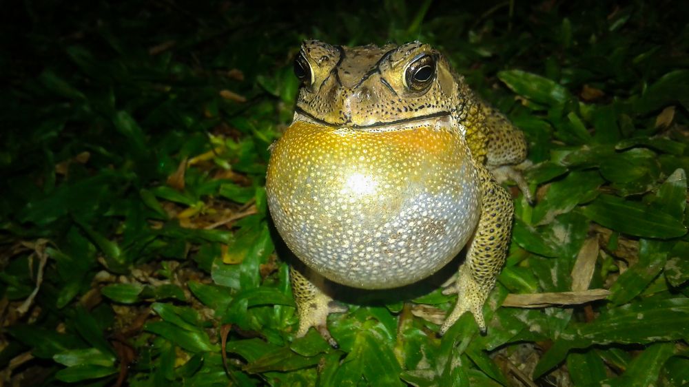A Frog
