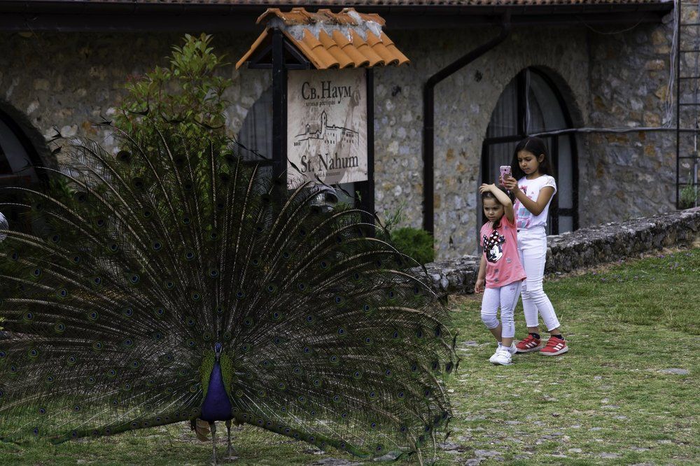 getting fascinated from peacock