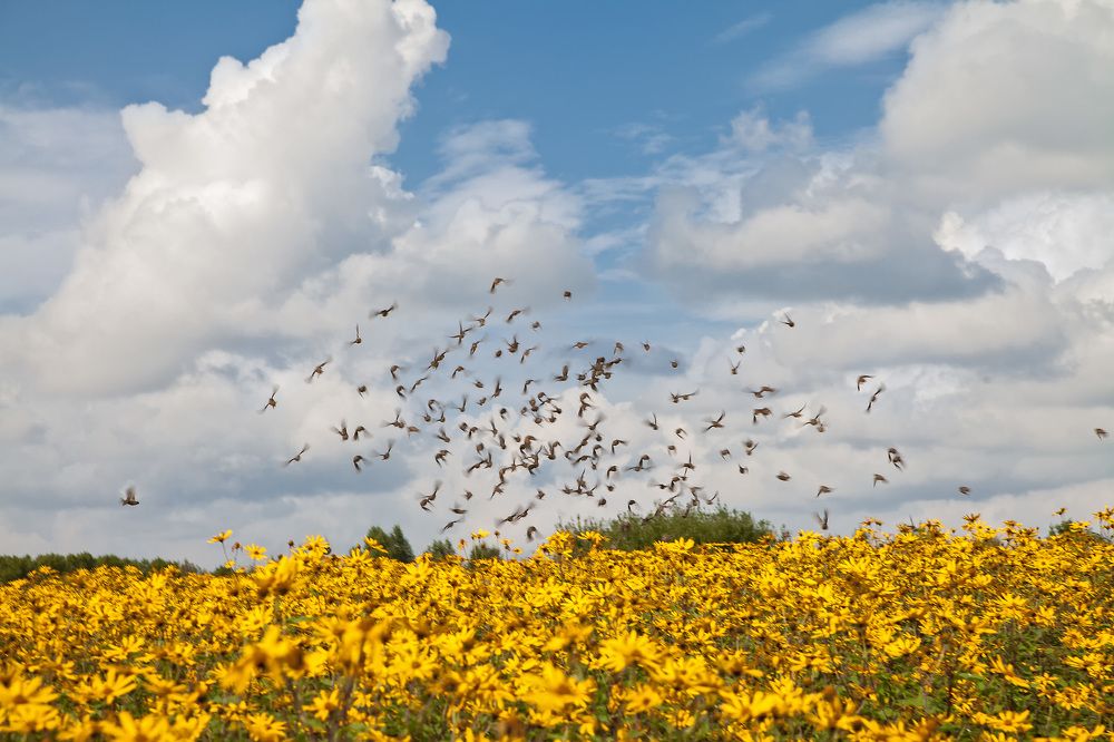 Лето улетело