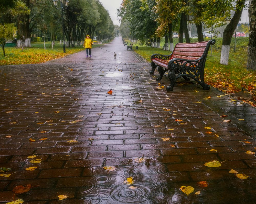 Дождливые день