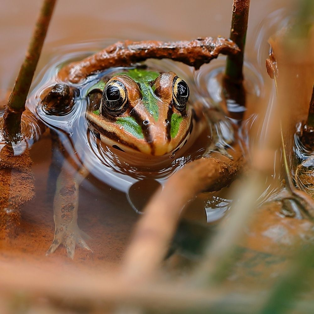 Bullfrog from the Western Ghats, India