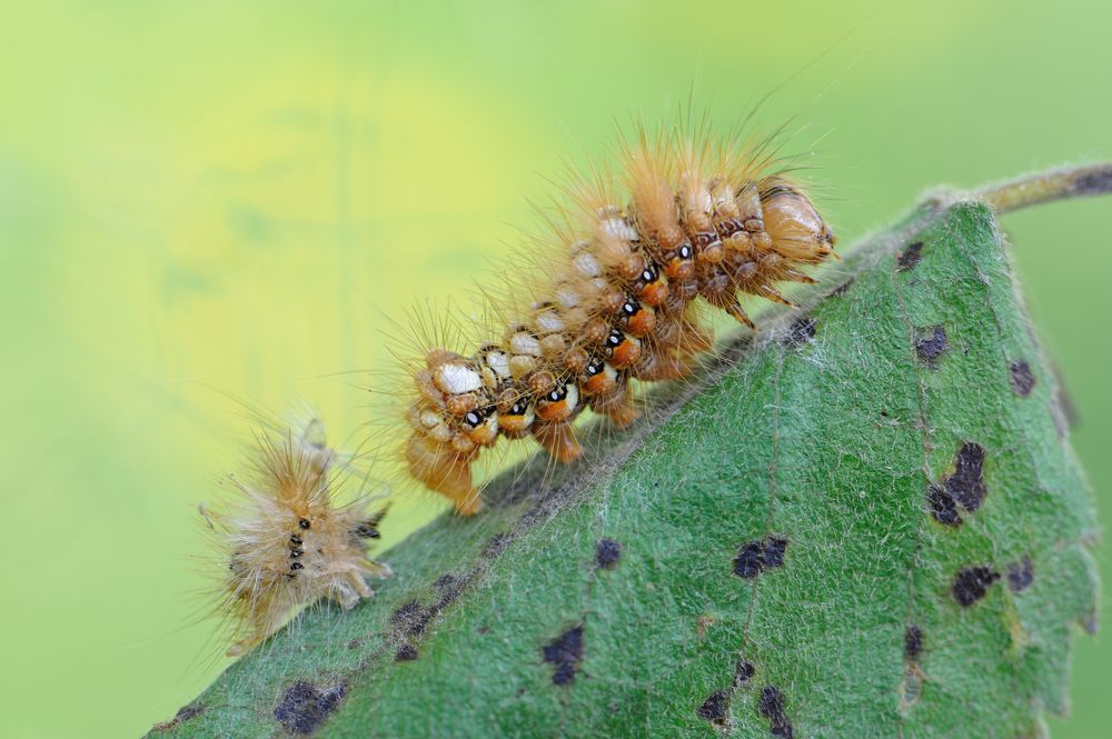 Модный приговор.