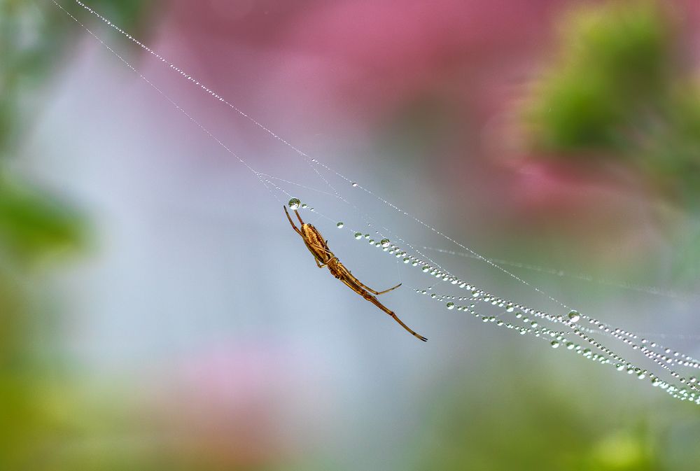 Эквилибрист