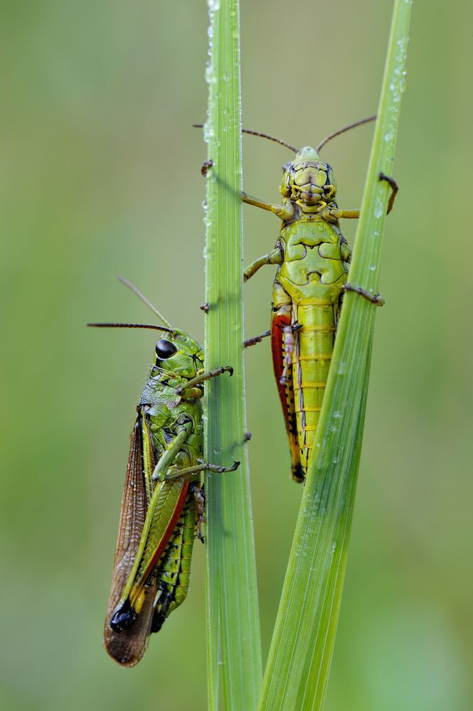 Игра мускулами.
