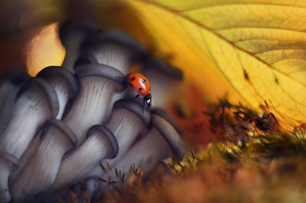 Осенние прогулки божьей коровки