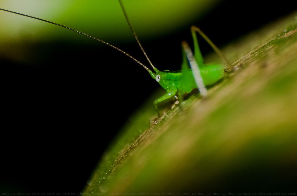 Grasshopper
