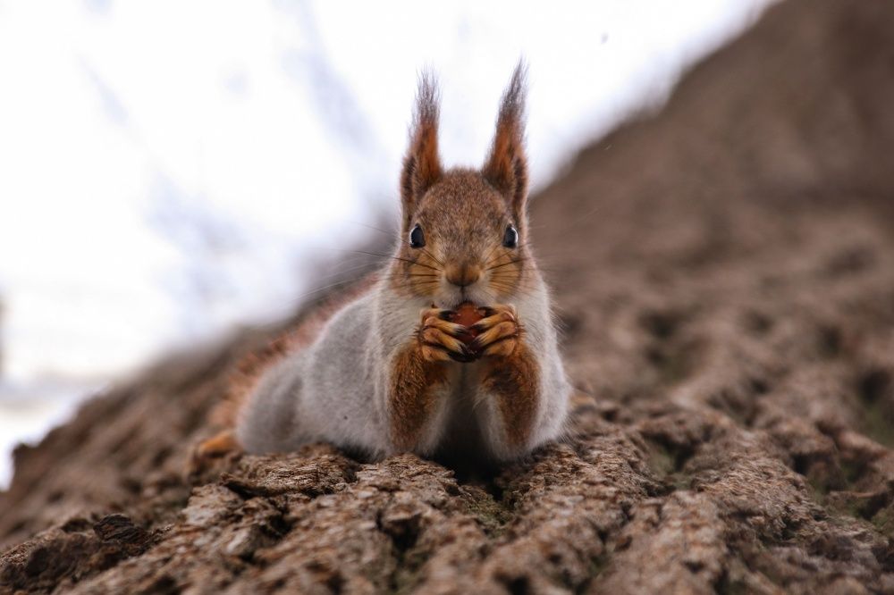 Орешки всё грызёт