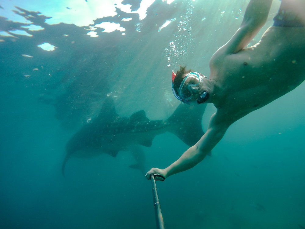 Китовая акула