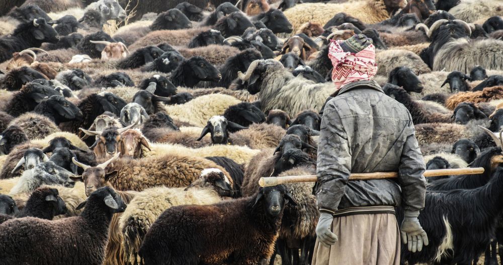 herdsman