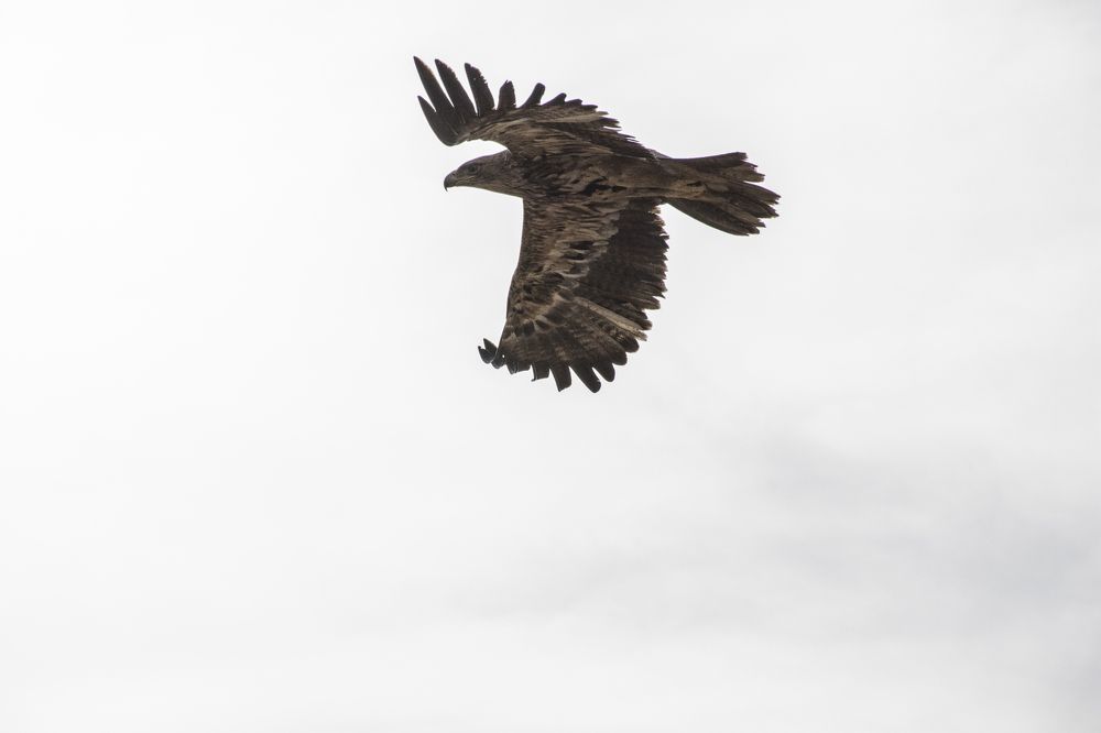 Eagle