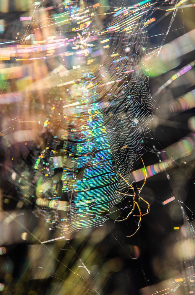 Multicolored Cobwebs