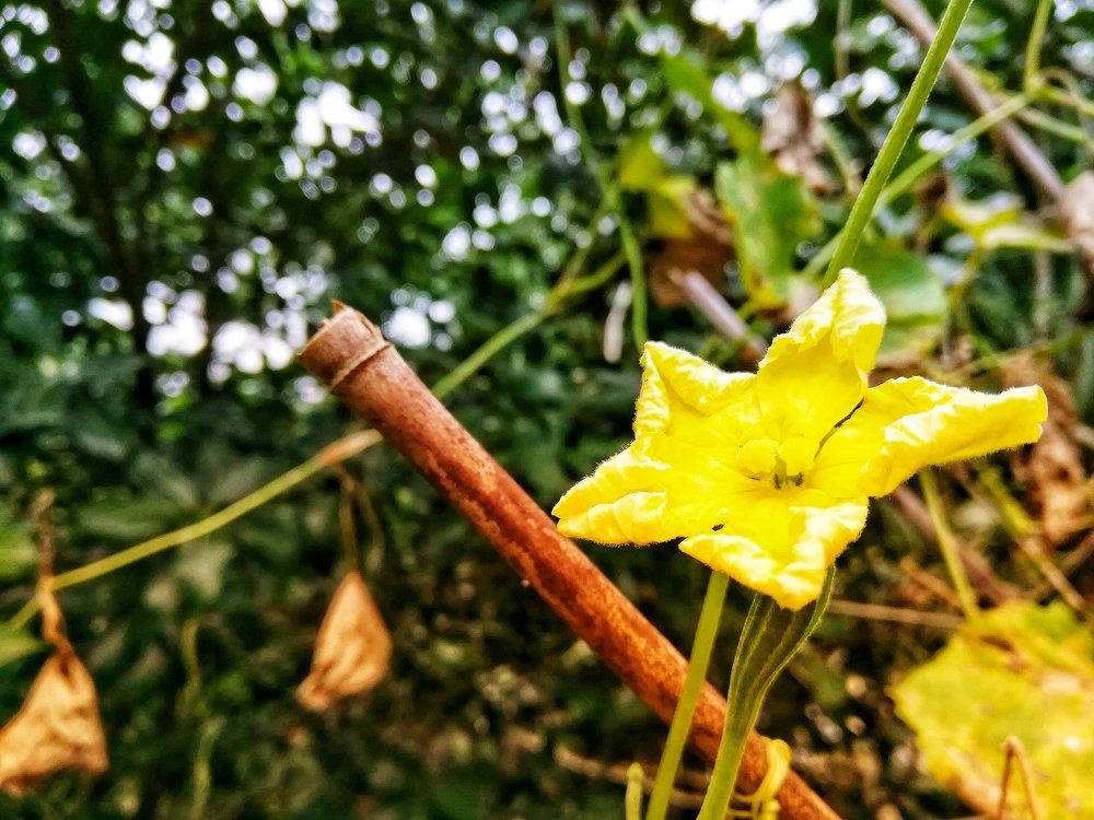 Spring