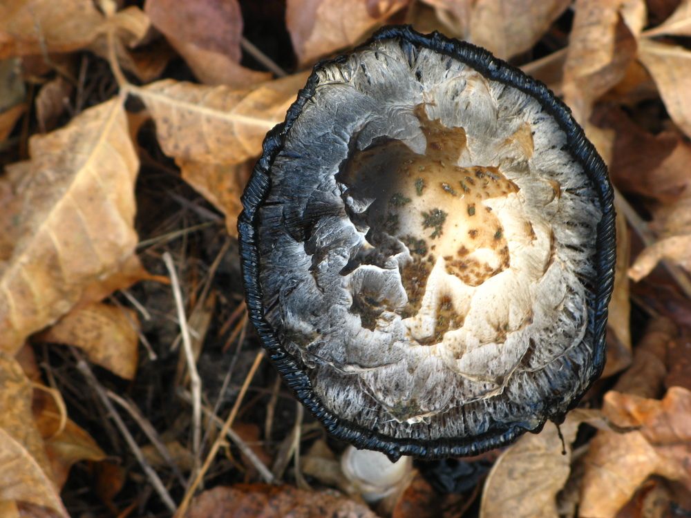 Осенняя фантазия. Autumn fantasy.