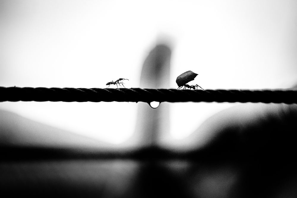 two ants between comunication and raindrop