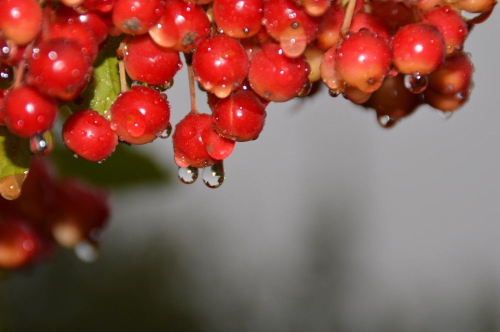 осенние капли