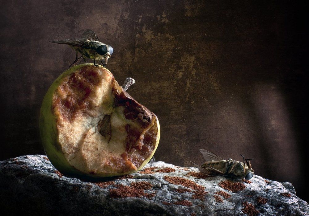 Яблочко для Белоснежки