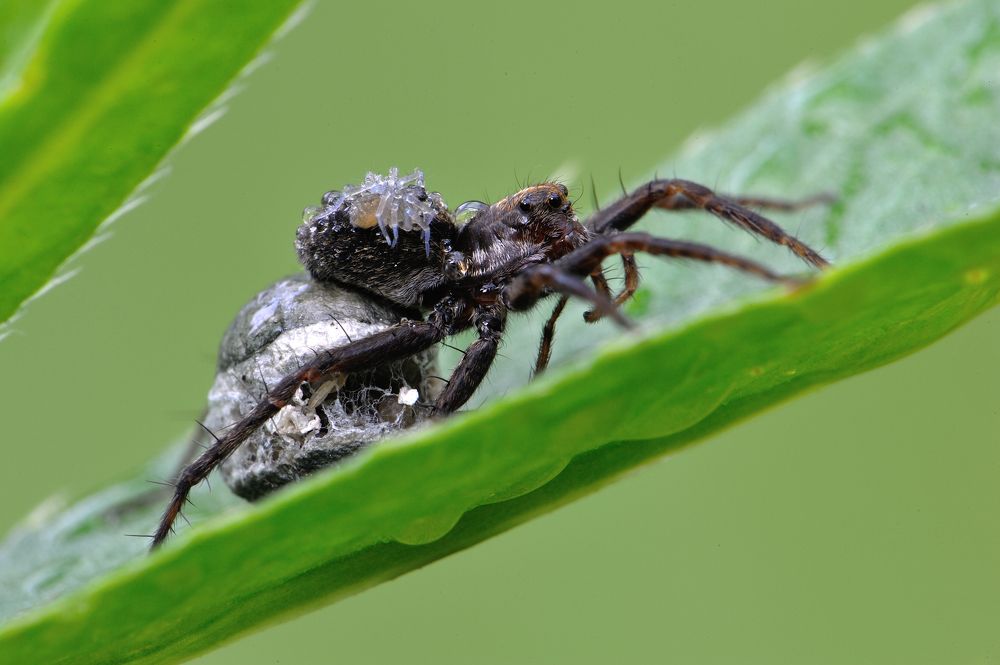 Маменькин сынок.