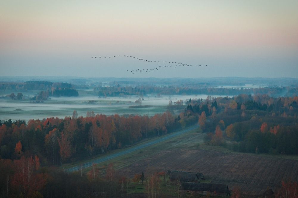 Летим на юг!