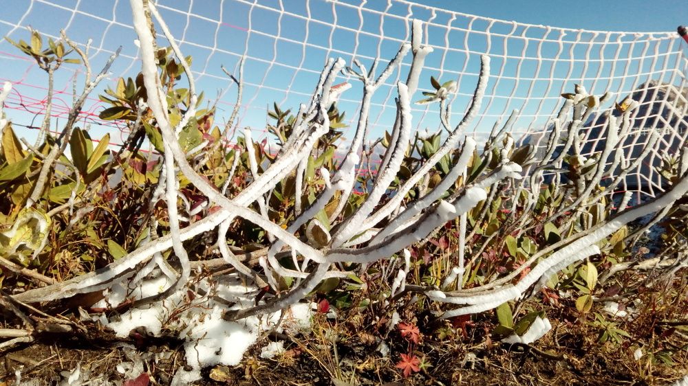 Кавказский лед и южный пламень