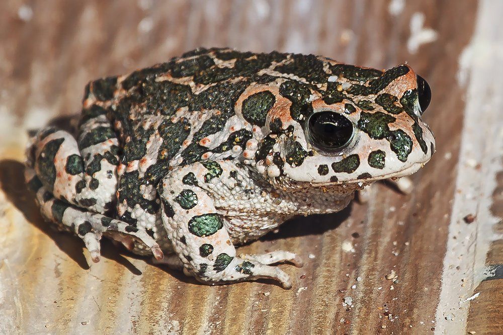 Photograph by Сергей Фомченков