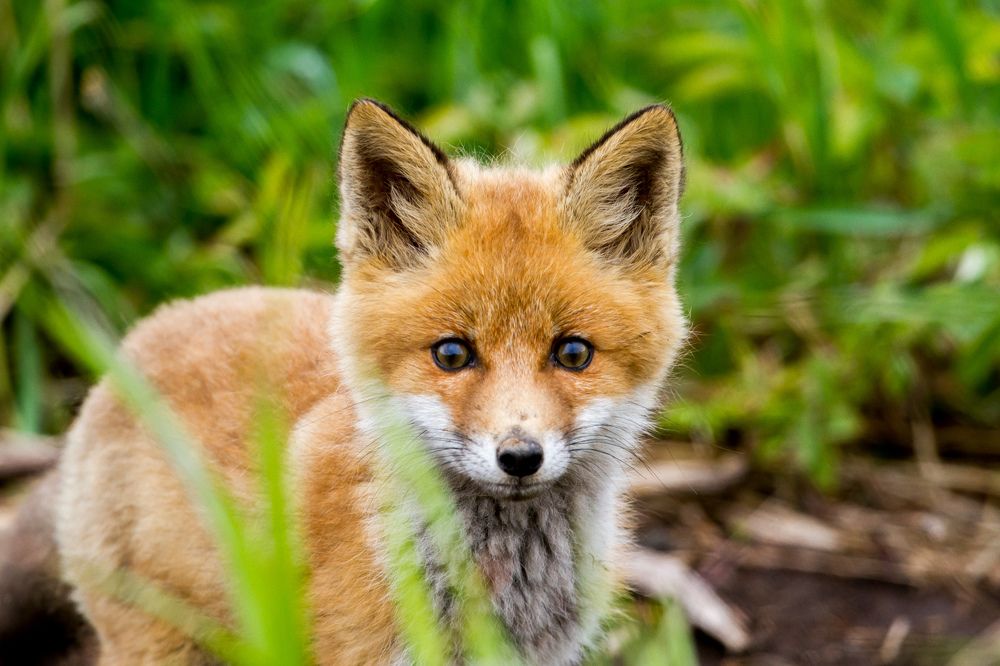 Little and curious fox