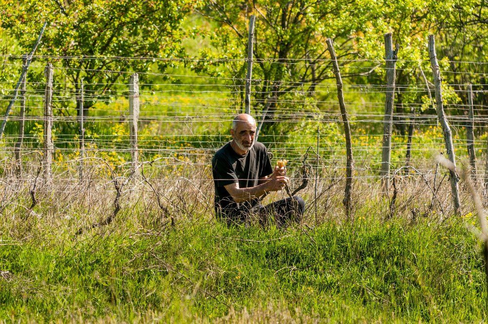 Виноградарь