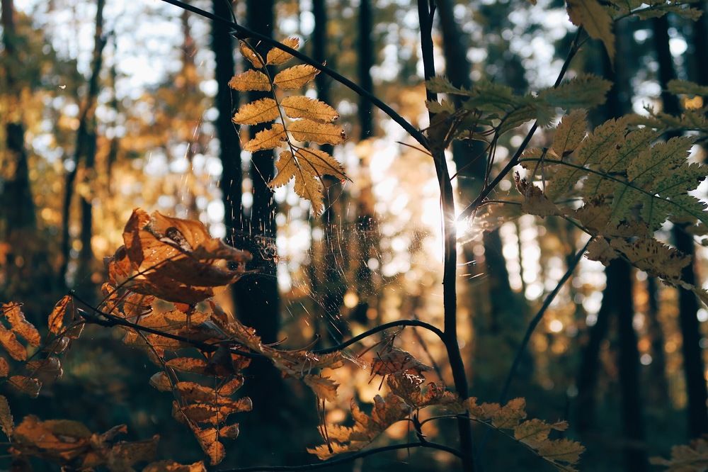 autumn web