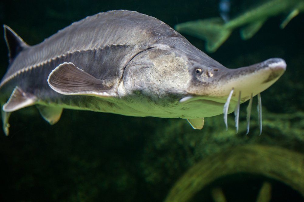 Photograph by Valery Vinnitsky