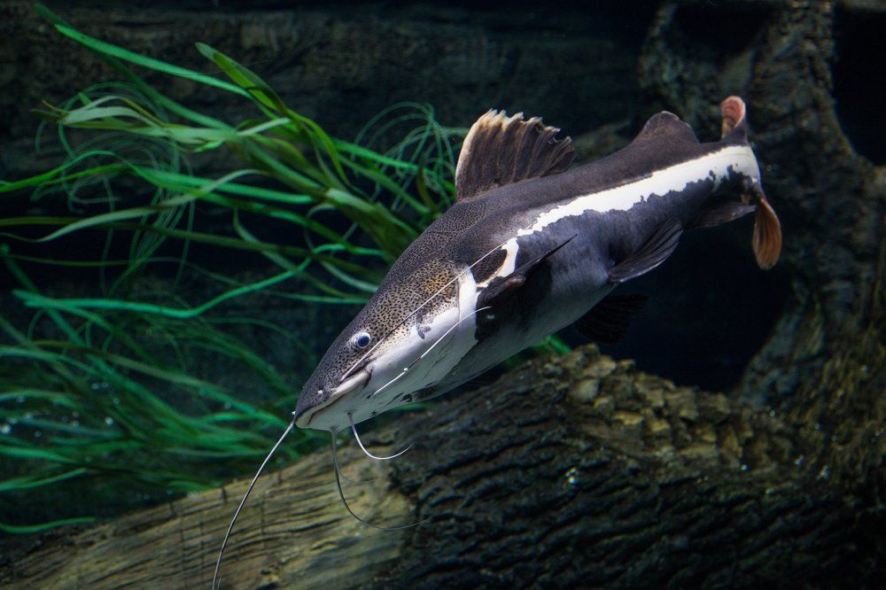 Photograph by Valery Vinnitsky