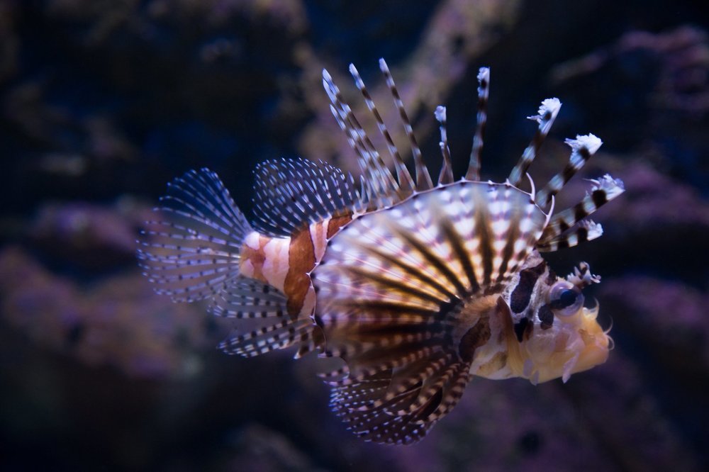 Photograph by Valery Vinnitsky