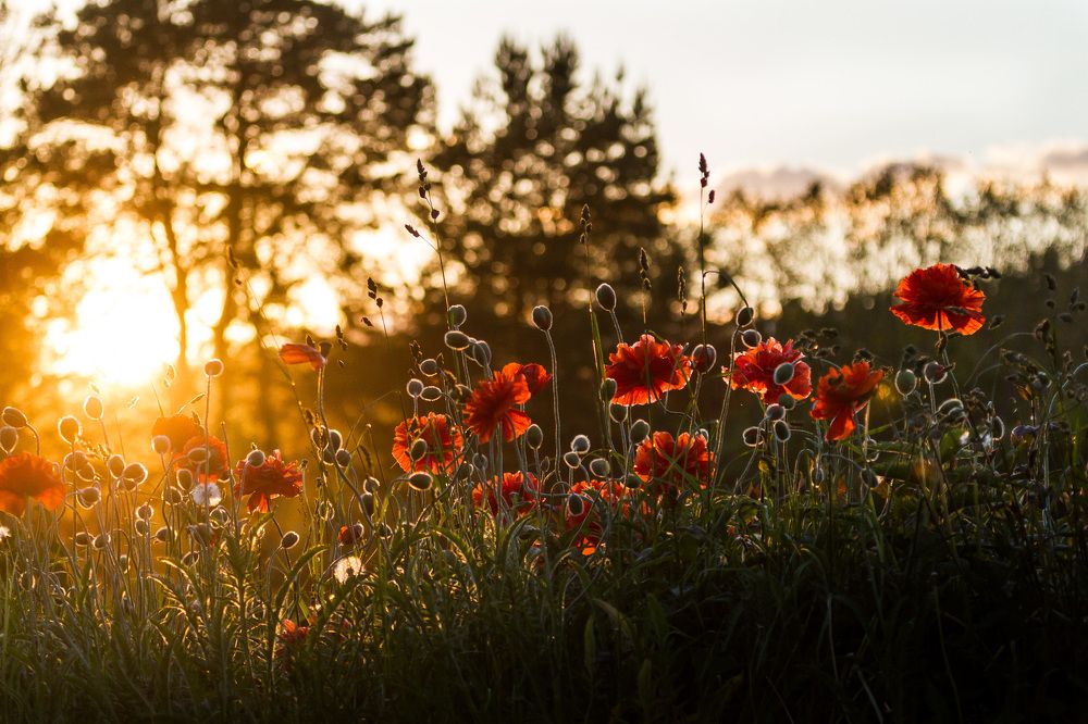 Sun and poppy´s