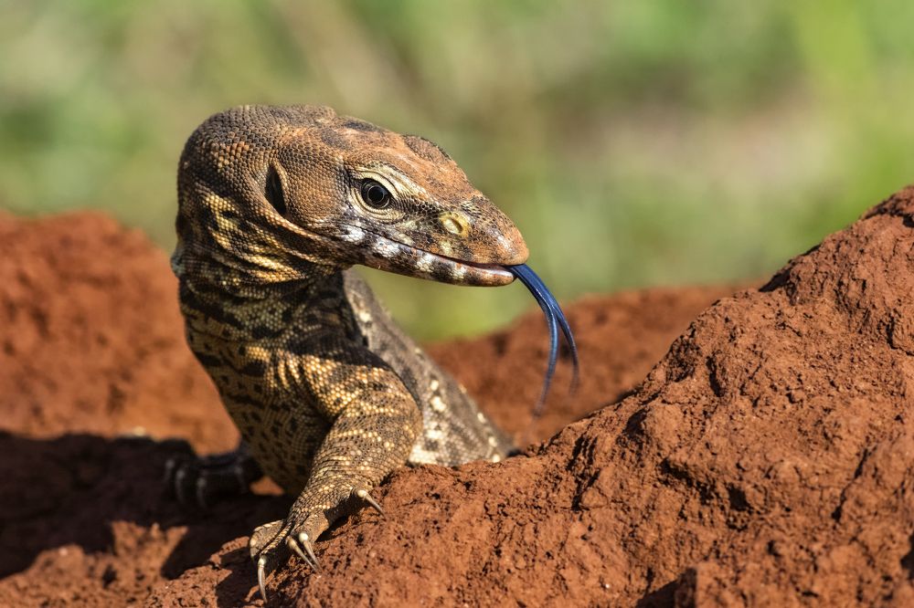 Indian Monitor Lizard(Ghorpad)