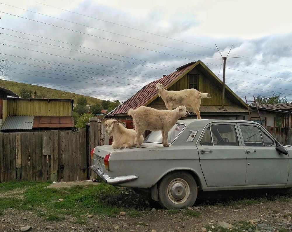 Почему козлы - КОЗЛЫ?