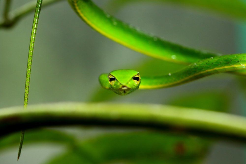 Green Vine Snake!