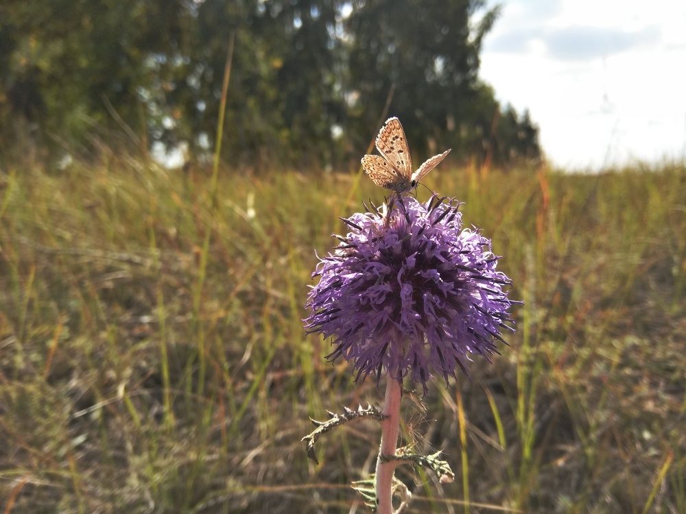 Невероятная бабочка