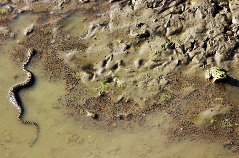 Don”t talk to the snake