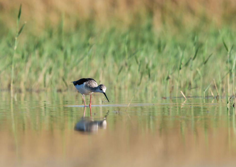 Гляжу в озера синие