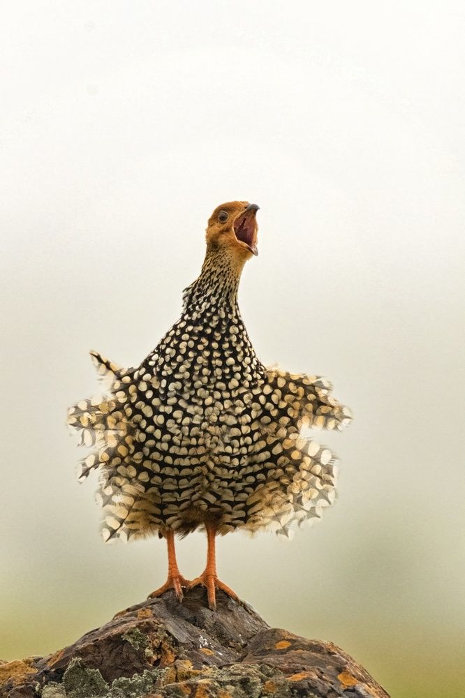 Painted Francolin!
