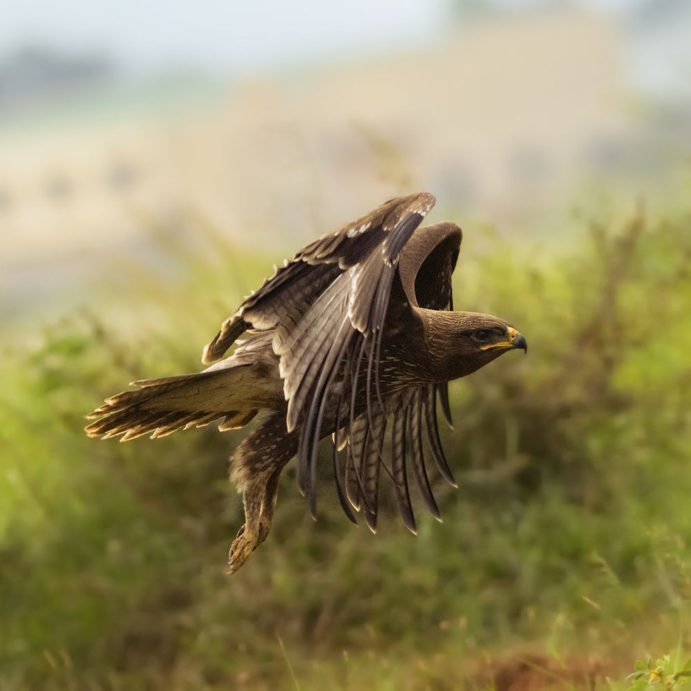 Indian Spotted Eagle!