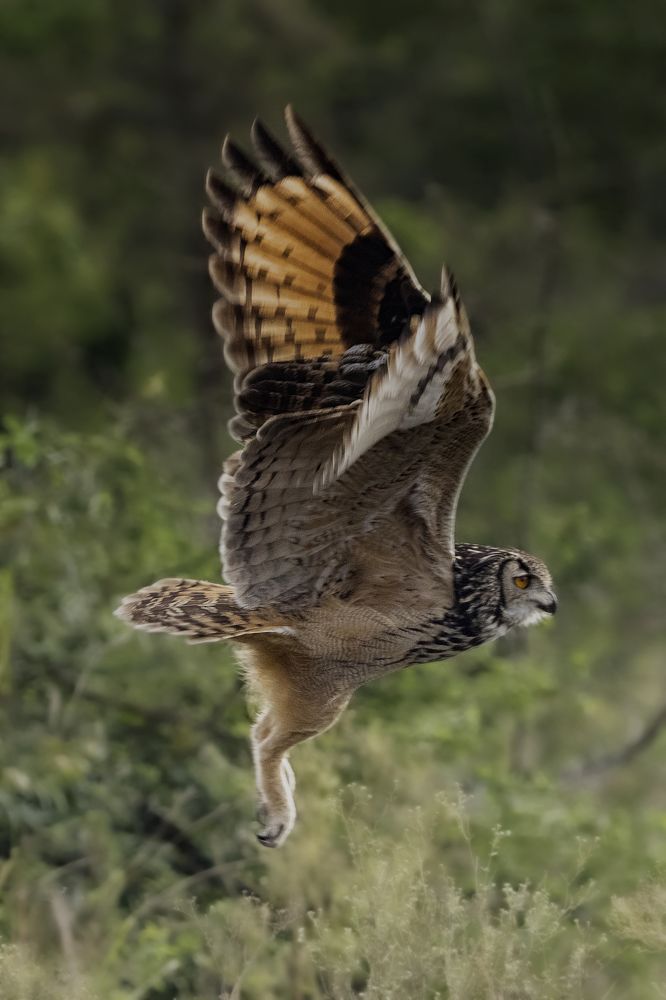 Indian Eagle Owl!