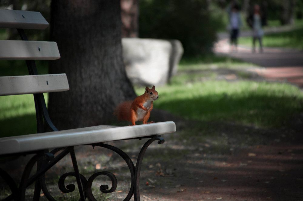 Форрест Гамп