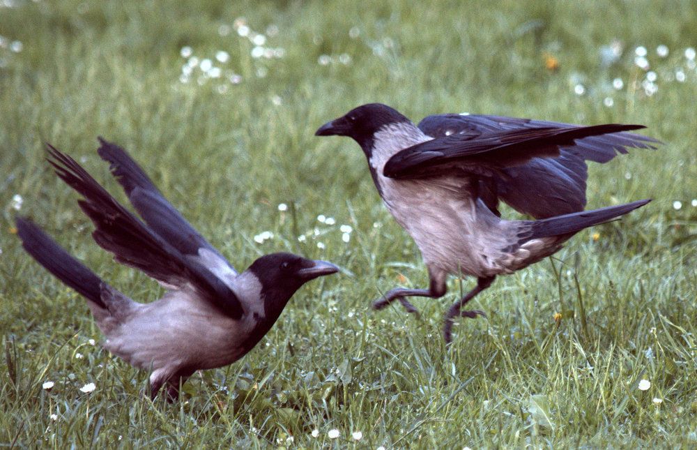 Dancing crows on green grass