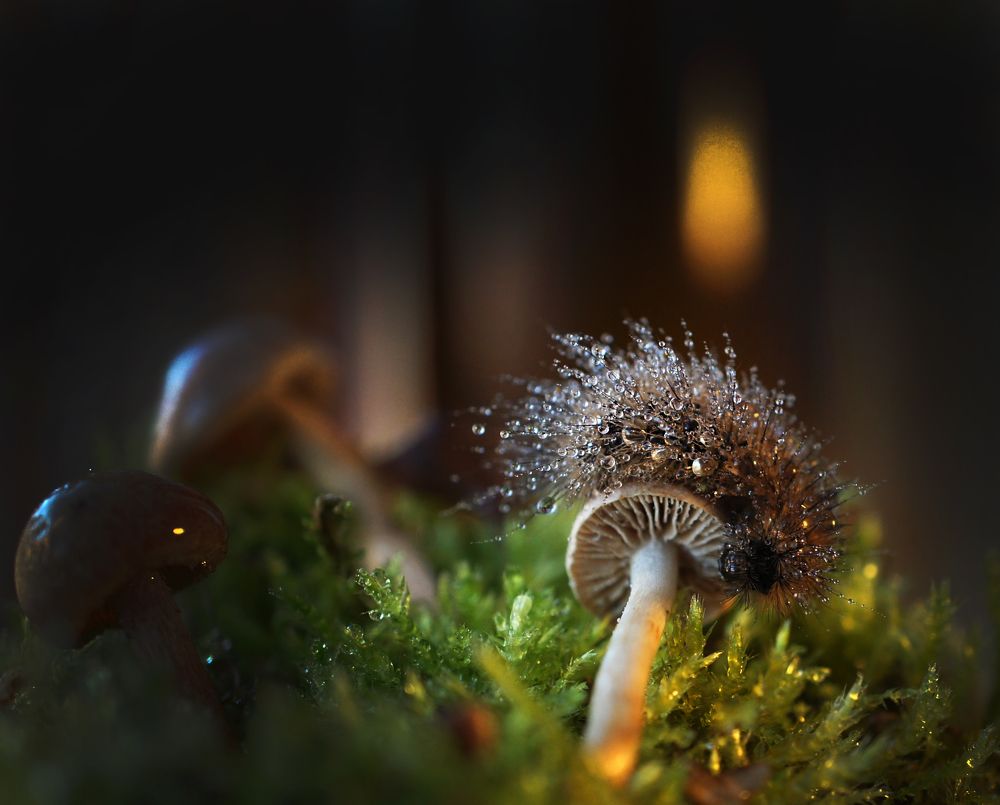 Пушистая гусеница после дождя на закате