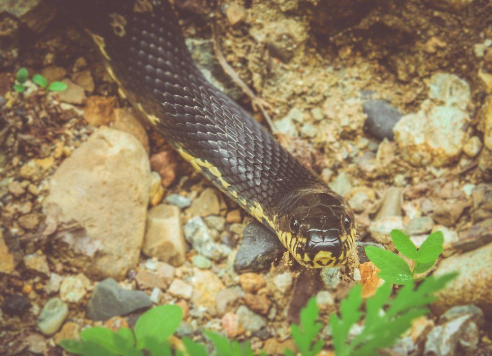 - Смотри мне в глаза!