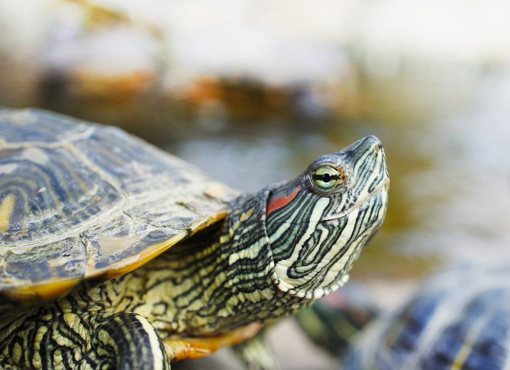 надменная черепашка