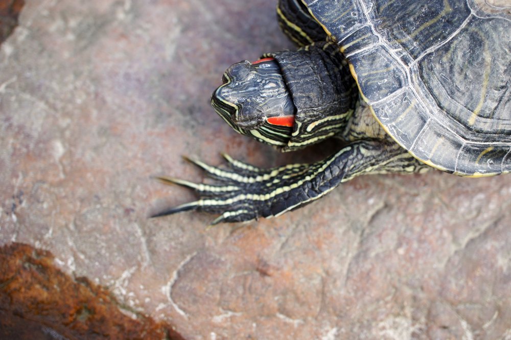 лапка красноухой черепашки)