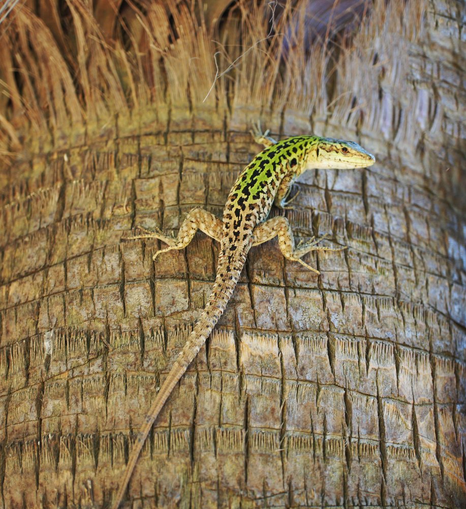 взрослая итальянская ящерица из Калабрии