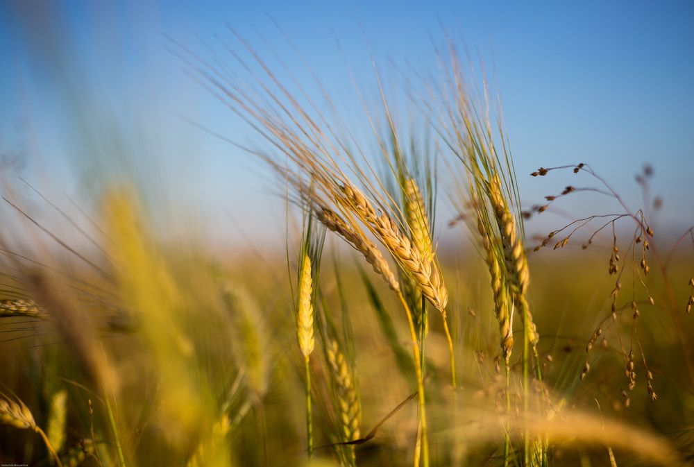 пшеничное поле