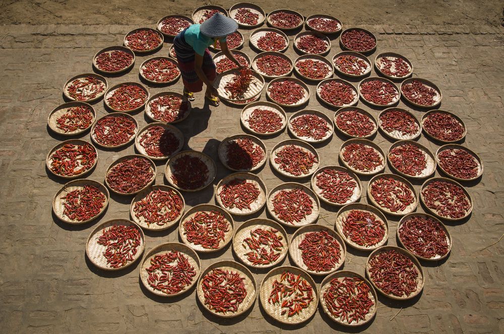 Collect the dried chili tray