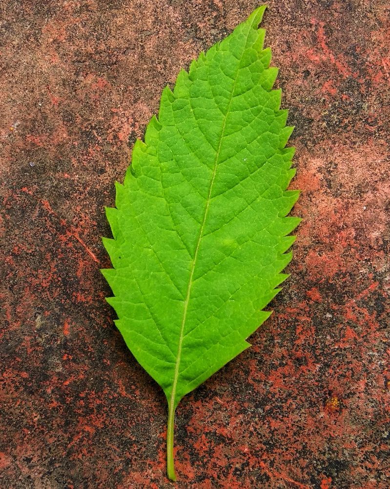 Leaves